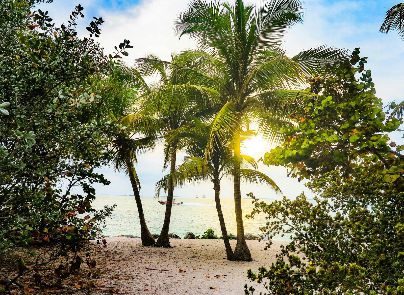 Coconut Trees